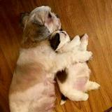 (Category: ) located in . Submitted by miiicloseet (Listing ID 1381424985, Image 1). Description: .
