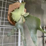 由 antique_platycerium (刊登 ID 1256633193，圖片 1) 提交，位於 的 (類別：)，說明：。