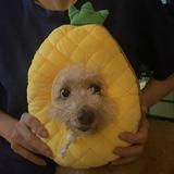 (Category: ) located in . Submitted by chah_siewbao (Listing ID 1253791651, Image 1). Description: .