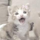 (Category: ) located in . Submitted by ijkooyay (Listing ID 1380640823, Image 1). Description: .
