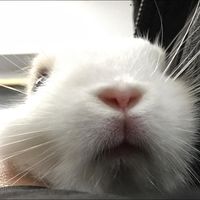 由 l2168352597 (刊登 ID 1386744057，圖片 1) 提交，位於 的 (類別：)，說明：。