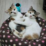 （分類：）位於 。 由 i_am_ching 提交（商品編號 1385255175，圖片 1）。簡介： 。