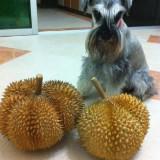 (Category: ) located in . Submitted by goodtodeal.sg (Listing ID 1366756348, Image 1). Description: .