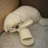 （分類：）位於 。 由 ivyivykk 提交（商品編號 1371867994，圖片 1）。簡介： 。