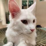 由 429azusaneko (刊登 ID 1382205500，圖片 1) 提交，位於 的 (類別：)，說明：。