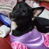 (Category: ) located in . Submitted by daiz02 (Listing ID 1271862606, Image 1). Description: .