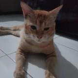 (Kategori: ) berada di . Dikirim oleh sandjayaputra (ID iklan 1373544660, Gambar 1). Deskripsi: .