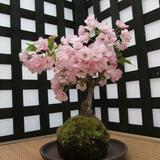 (分類:)位於 。 由 priswatt 提交(商品編號 1454675376,圖片 1)。簡介: 。