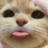 (Category: ) located in . Submitted by misxmatch (Listing ID 1376515790, Image 1). Description: .