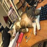 (Category: ) located in . Submitted by vast_shaotong99 (Listing ID 1465014158, Image 1). Description: .