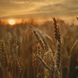 (Category: ) located in . Submitted by sunshinemalt (Listing ID 1279095089, Image 1). Description: .