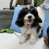 (Category: ) located in . Submitted by waihong86 (Listing ID 1384436422, Image 1). Description: .