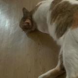 (Category: ) located in . Submitted by zuu77 (Listing ID 1466773391, Image 1). Description: .