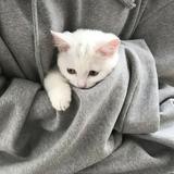 （分類：）位於 。 由 lovesshopping__ 提交（商品編號 1367013124，圖片 1）。簡介： 。