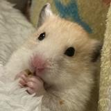 （分類：）位於 。 由 marco916 提交（商品編號 1353934813，圖片 1）。簡介： 。