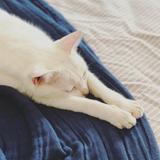 （分類：）位於 。 由 stephpunk 提交（商品編號 1384864111，圖片 1）。簡介： 。