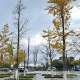 (Category: ) located in . Submitted by wluckys (Listing ID 1386149853, Image 1). Description: .