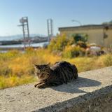 （分類：）位於 。 由 imadoglover. 提交（商品編號 1252429820，圖片 1）。簡介： 。