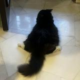 (Category: ) located in . Submitted by marip0sa4 (Listing ID 1375216163, Image 1). Description: .