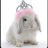 (Category: ) located in . Submitted by rabbitppng (Listing ID 1339023852, Image 1). Description: .