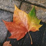 (分類:)位於 。 由 inmateee 提交(商品編號 1466318019,圖片 1)。簡介: 。