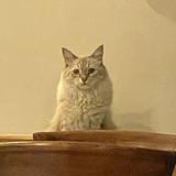 (Category: ) located in . Submitted by hbma04 (Listing ID 1367182627, Image 1). Description: .
