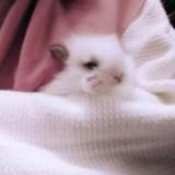 (Category: ) located in . Submitted by nekomatcha (Listing ID 1455270565, Image 1). Description: .