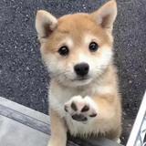 （分類：）位於 。 由 takki_takki 提交（商品編號 1356483412，圖片 1）。簡介： 。