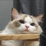 （分類：）位於 。 由 eco_meowergy 提交（商品編號 1327797132，圖片 1）。簡介： 。