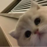 (Category: ) located in . Submitted by buttert0ast (Listing ID 1369406708, Image 1). Description: .