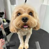 (Category: ) located in . Submitted by bishan.grooming (Listing ID 1350230676, Image 1). Description: .