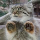 (Category: ) located in . Submitted by caitlinsoh (Listing ID 1386341781, Image 1). Description: .