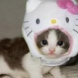 (Category: ) located in . Submitted by ilovenetball123 (Listing ID 1380628553, Image 1). Description: .