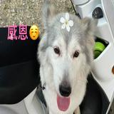 由 kissvivian21671 (刊登 ID 1379979471，圖片 1) 提交，位於 的 (類別：)，說明：。