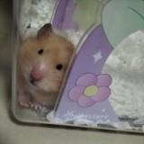 (Category: ) located in . Submitted by ham.n.cheese (Listing ID 1340310451, Image 1). Description: .