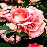 (Category: ) located in . Submitted by gayatri_m (Listing ID 1386566266, Image 1). Description: .