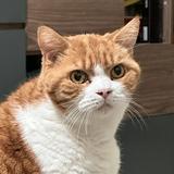 （分類：）位於 。 由 sloppycatt 提交（商品編號 1116365098，圖片 1）。簡介： 。