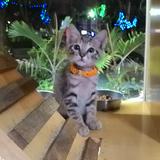 由 maochill (刊登 ID 1291638911，圖片 1) 提交，位於 的 (類別：)，說明：。