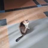 (Category: ) located in . Submitted by live_with_pet (Listing ID 1282575260, Image 1). Description: .