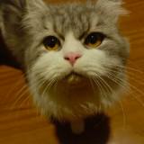 (Category: ) located in . Submitted by jk_uc (Listing ID 1447073780, Image 1). Description: .