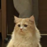 由 orange_013 (刊登 ID 1366510615，圖片 1) 提交，位於 的 (類別：)，說明：。