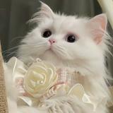 （分類：）位於 。 由 cocochan0713 提交（商品編號 1383885419，圖片 1）。簡介： 。