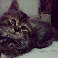(Kategori: ) berada di . Dikirim oleh fahrizal0162848 (ID iklan 1283786464, Gambar 1). Deskripsi: .