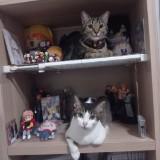 (Category: ) located in . Submitted by xiao.yi.xiao.yi (Listing ID 1365271279, Image 1). Description: .