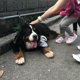（分類：）位於 。 由 dbmal 提交（商品編號 1381052914，圖片 1）。簡介： 。
