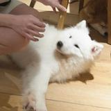 (分類:)位於 。 由 oooohh975 提交(商品編號 1464947419,圖片 1)。簡介: 。