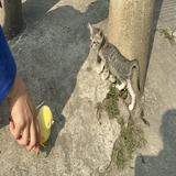 （分類：）位於 。 由 tvbuddy1234 提交（商品編號 1290523727，圖片 1）。簡介： 。