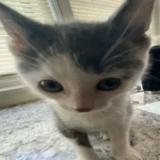 (Category: ) located in . Submitted by notnishj (Listing ID 1376075785, Image 1). Description: .