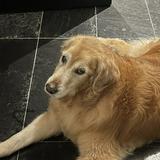 (Category: ) located in . Submitted by quirke (Listing ID 1357920064, Image 1). Description: .