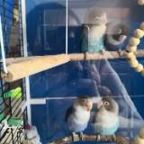 (Category: ) located in . Submitted by blu777 (Listing ID 1380103517, Image 1). Description: .